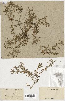 spécimen de Saponaria ocymoides