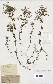 spécimen de Saponaria ocymoides