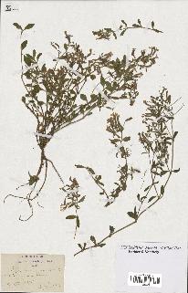 spécimen de Saponaria ocymoides