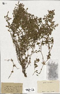 spécimen de Saponaria ocymoides