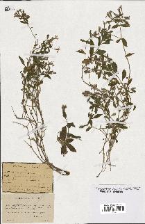 spécimen de Saponaria ocymoides