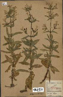 spécimen de Saponaria officinalis