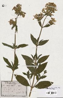 spécimen de Saponaria officinalis