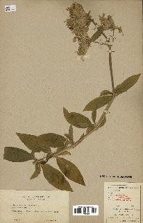 spécimen de Saponaria officinalis