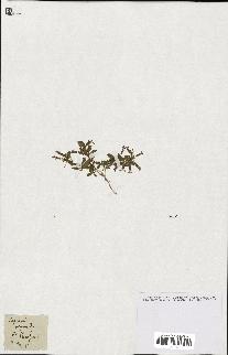 spécimen de Saponaria ocymoides
