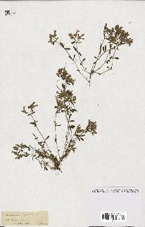 spécimen de Saponaria ocymoides