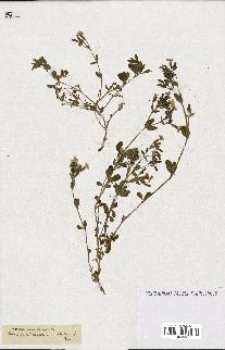 spécimen de Saponaria ocymoides
