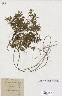 spécimen de Saponaria ocymoides