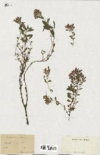 spécimen de Saponaria ocymoides