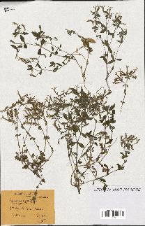 spécimen de Saponaria ocymoides