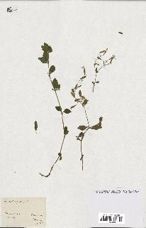 spécimen de Saponaria ocymoides