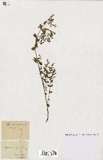 spécimen de Saponaria ocymoides