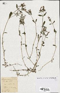 spécimen de Saponaria ocymoides