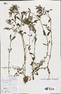 spécimen de Saponaria ocymoides