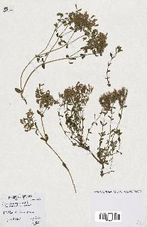spécimen de Saponaria ocymoides