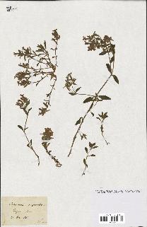 spécimen de Saponaria ocymoides