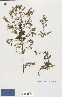 spécimen de Saponaria ocymoides