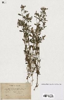 spécimen de Saponaria ocymoides