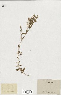spécimen de Saponaria ocymoides