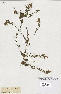 spécimen de Saponaria ocymoides