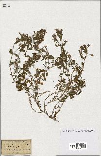 spécimen de Saponaria ocymoides