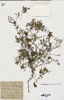 spécimen de Saponaria ocymoides