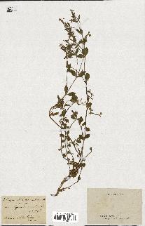 spécimen de Saponaria ocymoides