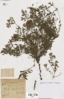 spécimen de Saponaria ocymoides