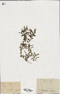 spécimen de Saponaria ocymoides