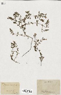 spécimen de Saponaria ocymoides