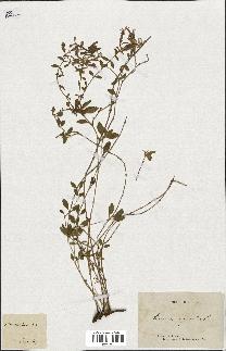 spécimen de Saponaria ocymoides