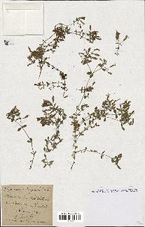 spécimen de Saponaria ocymoides