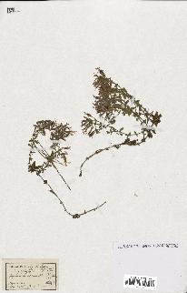 spécimen de Saponaria ocymoides