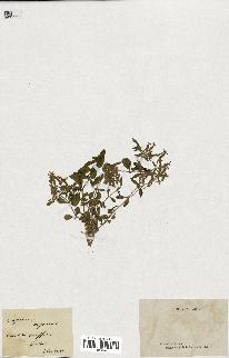 spécimen de Saponaria ocymoides