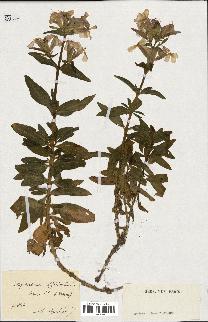 spécimen de Saponaria officinalis