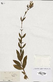 spécimen de Saponaria officinalis