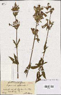 spécimen de Saponaria officinalis