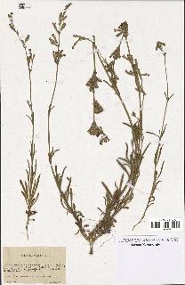 spécimen de Silene nicaeensis