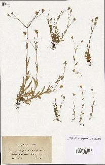 spécimen de Silene laeta