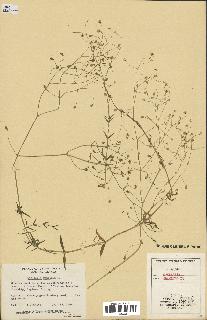 spécimen de Stellaria graminea