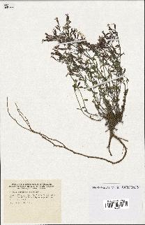 spécimen de Saponaria ocymoides