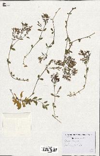 spécimen de Saponaria ocymoides