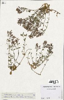 spécimen de Saponaria ocymoides