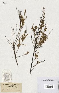 spécimen de Tamarix gallica