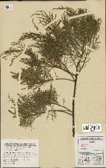 spécimen de Tamarix gallica