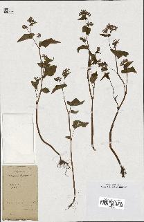 spécimen de Polygonum fagopyrum