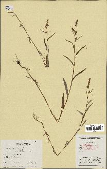 spécimen de Polygonum lapathifolium