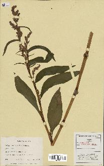 spécimen de Polygonum lapathifolium