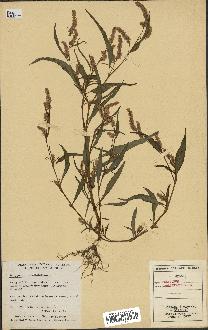 spécimen de Polygonum lapathifolium