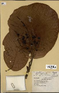 spécimen de Coccoloba latifolia